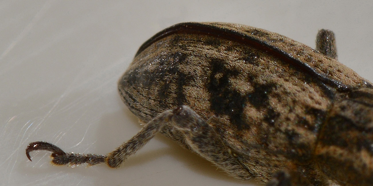 Curculionidae: Mecaspis alternans